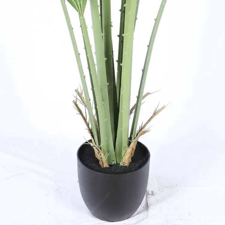 Fan Palm Tree Detail 3