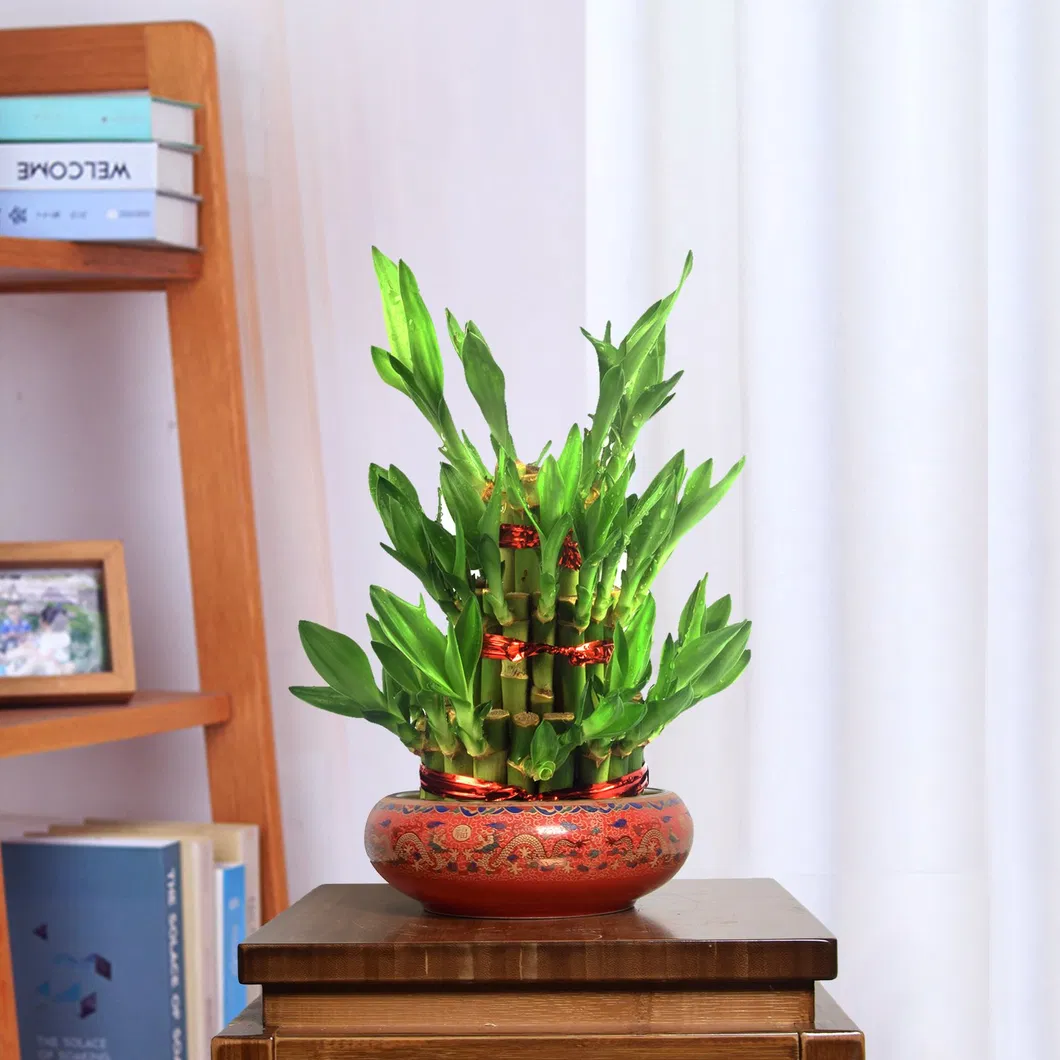 Lucky Bamboo 4