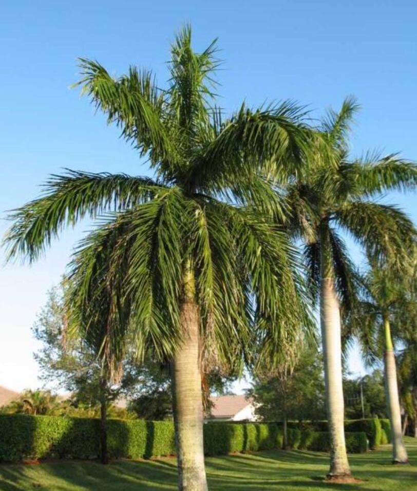 Artificial / Fake / Faux Coconut Palm Tree for Outdoors at Best Prices