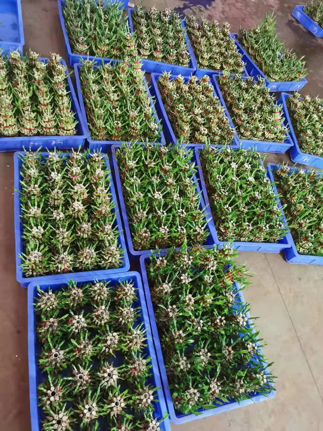 High Quality Lucky Bamboo