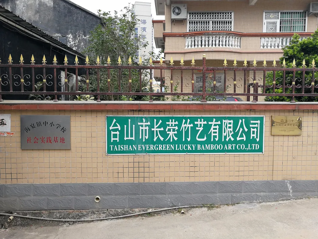 Spiral Lucky Bamboo Dracaena Sanderiana