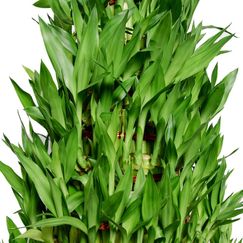Natural Live Hotsale Lucky Bamboo in Stock