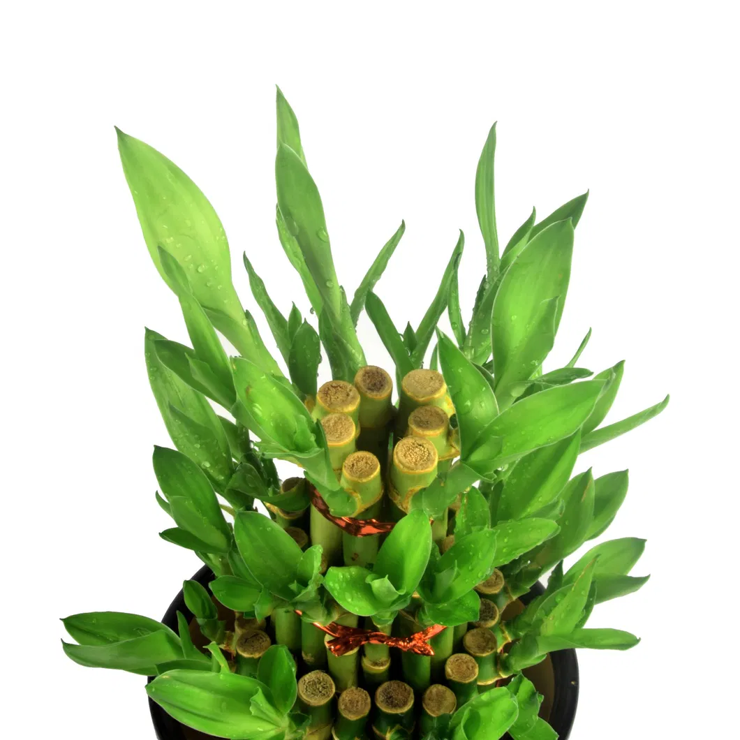 Lucky Bamboo