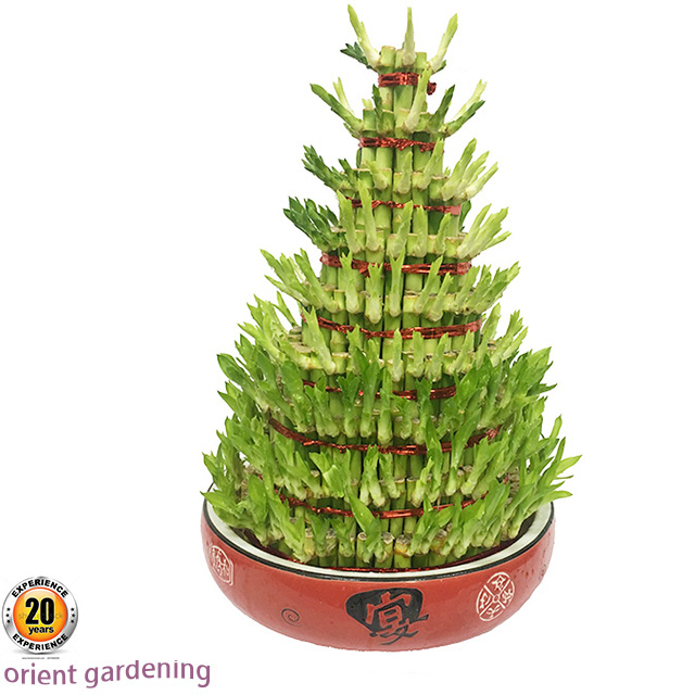 4 Layer Tower Lucky Bamboo Live Plants Lucky Bamboo Wholesale