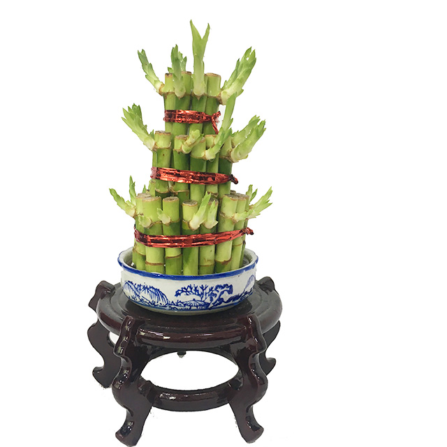4 Layer Tower Lucky Bamboo Live Plants Lucky Bamboo Wholesale