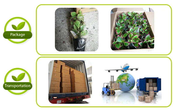 Packing and Delivery