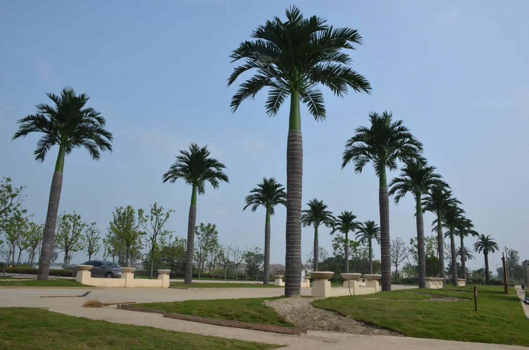 Outdoor Landscape Tree