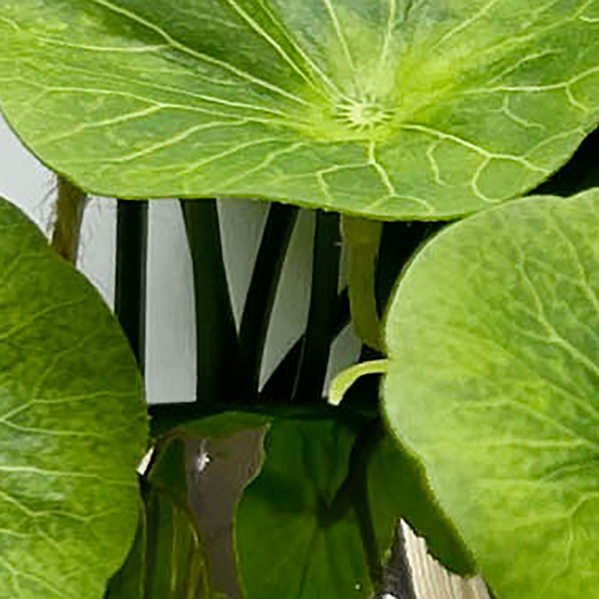 Home Decoration Artificial Evergreen Plant in Hanging Electroplate Ceramic Pot