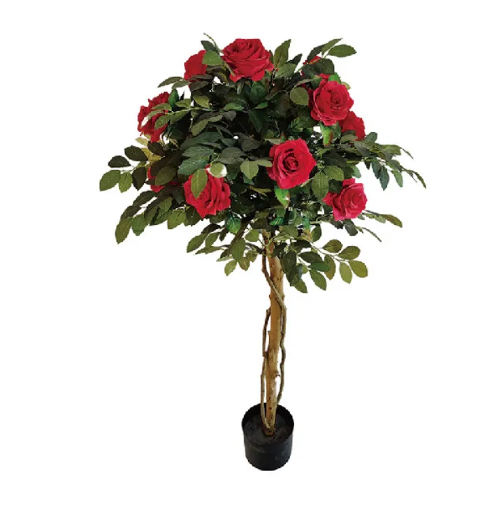 Rose Tree Close up 2