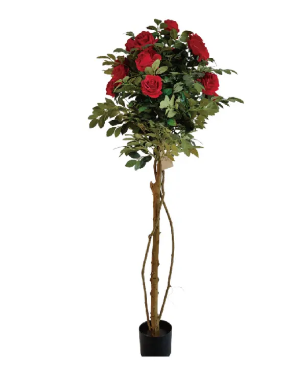 Rose Tree Close up 3