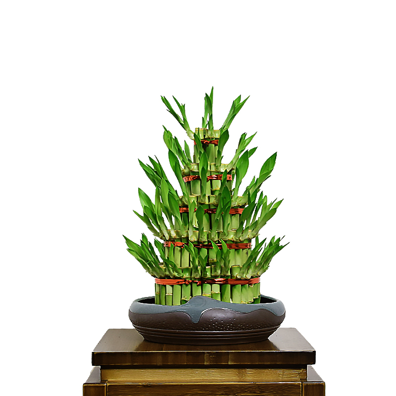 4 Layer Tower Lucky Bamboo Live Plants Lucky Bamboo Wholesale