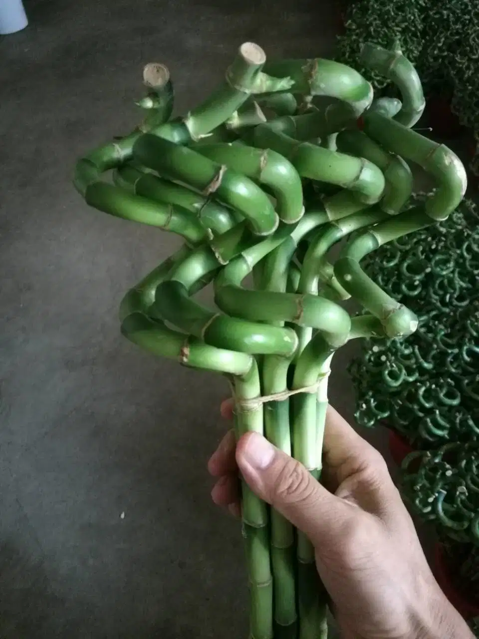Spiral Lucky Bamboo Dracaena Sanderiana 45cm Indoor Plant Flower