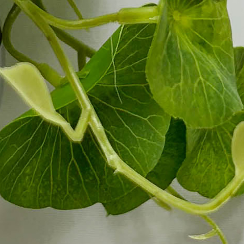 Home Decoration Artificial Evergreen Plant in Hanging Electroplate Ceramic Pot