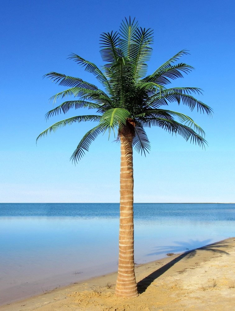 Artificial / Fake / Faux Coconut Palm Tree for Outdoors at Best Prices