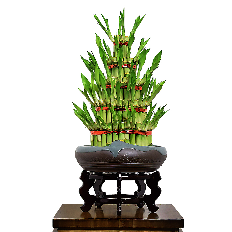 4 Layer Tower Lucky Bamboo Live Plants Lucky Bamboo Wholesale
