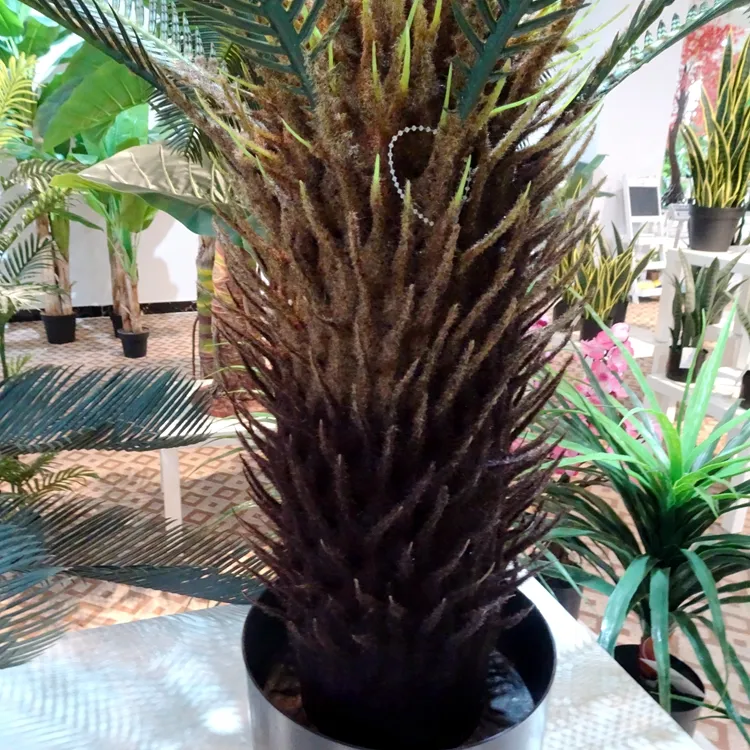 Sago Cycas Decoration