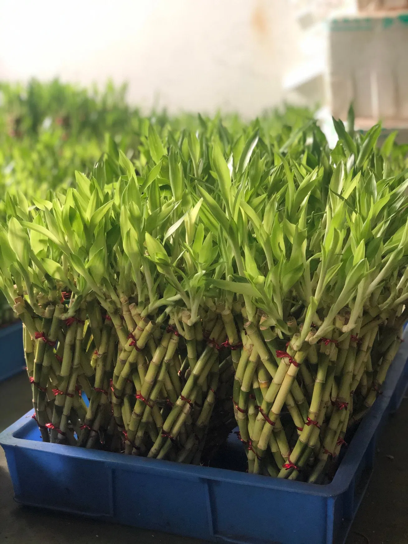 Natural Live Plant Artificial Outdoor Bamboo Tree Bamboo Plants Indoor Tower Lucky Bamboo