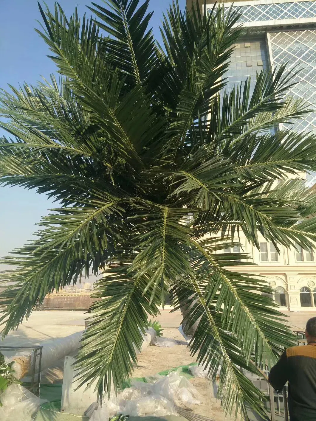 Coconut Palm Display