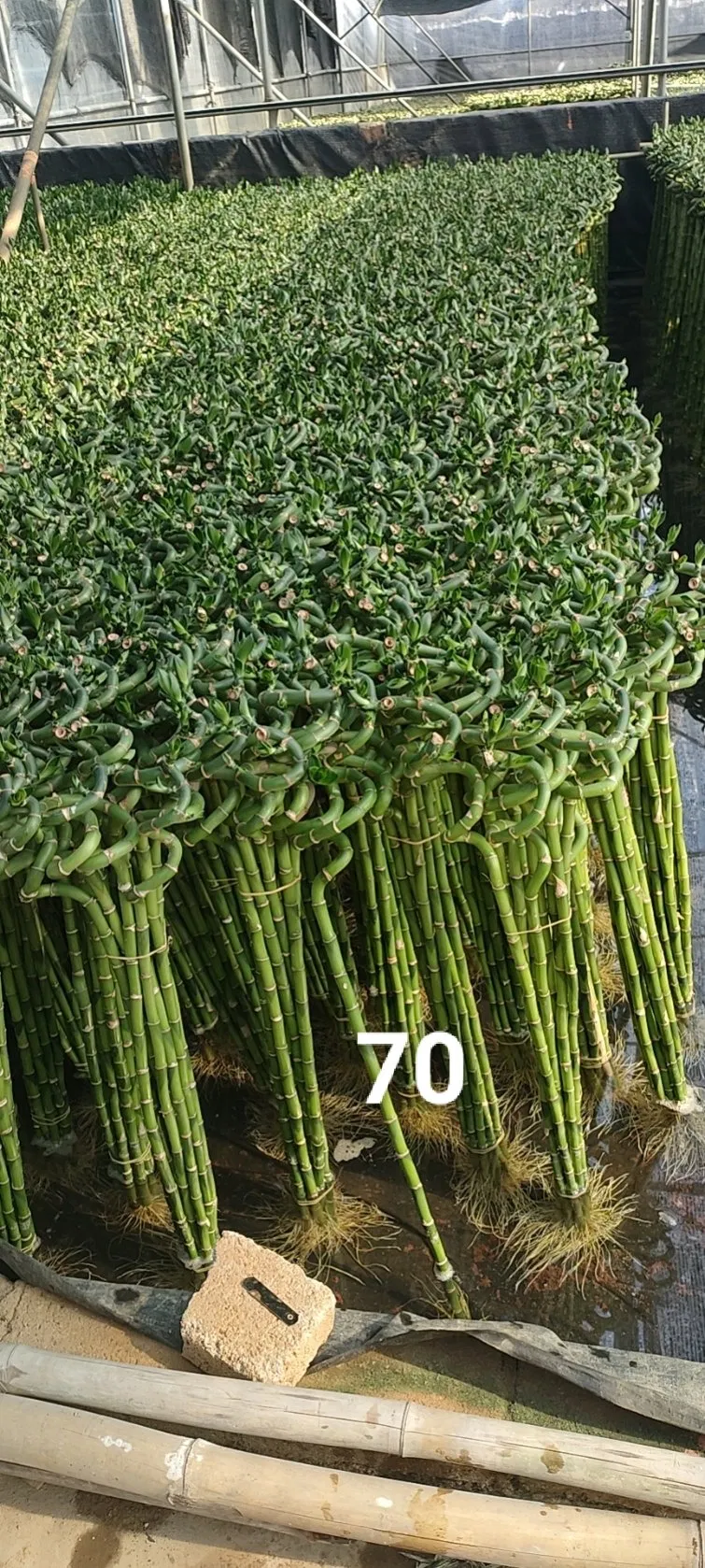 Lucky Bamboo Wholesale