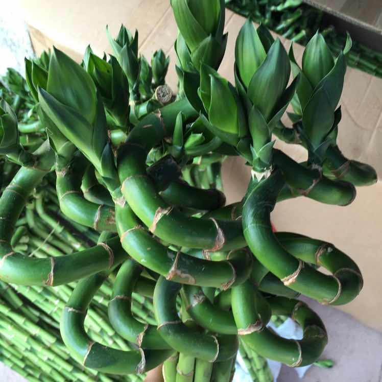 Spiral Lucky Bamboo Dracaena Sanderiana 45cm Indoor Plant Flower