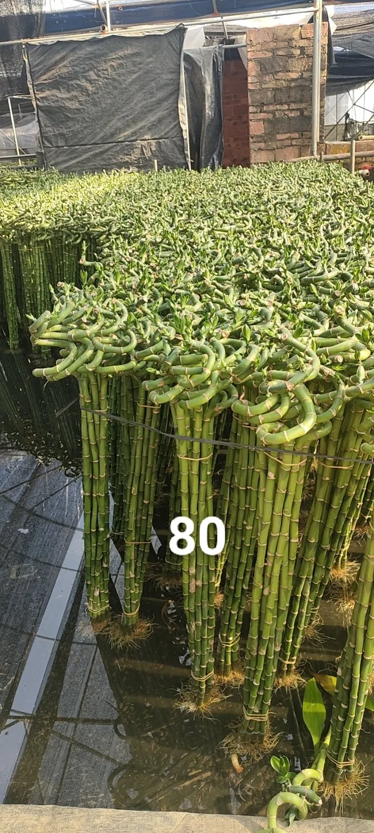 Live Plant Wholesale