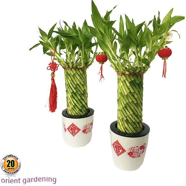 Natural Live Plant Artificial Outdoor Bamboo Tree Bamboo Plants Indoor Tower Lucky Bamboo