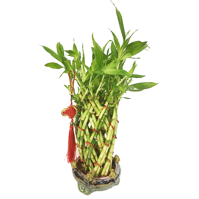 Natural Live Plant Artificial Outdoor Bamboo Tree Bamboo Plants Indoor Tower Lucky Bamboo