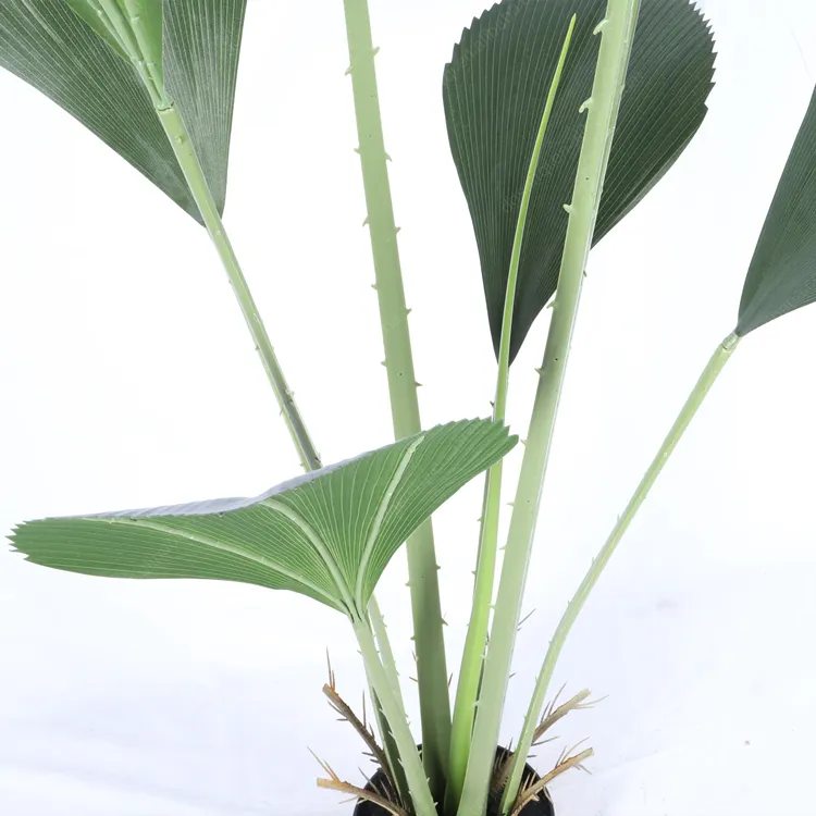 Fan Palm Tree Detail 2