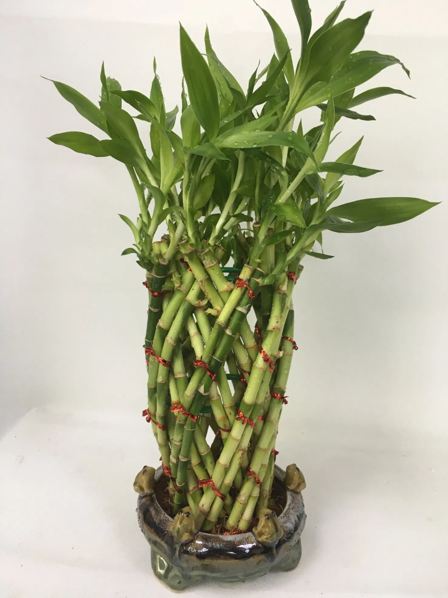 Natural Live Plant Artificial Outdoor Bamboo Tree Bamboo Plants Indoor Tower Lucky Bamboo