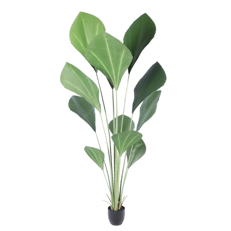 Tropical Bonsai Simulation