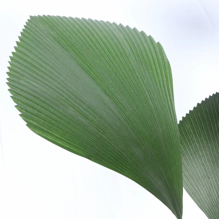 Fan Palm Tree Detail 1