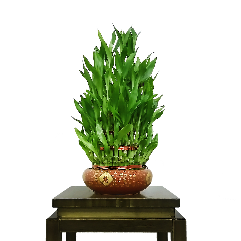 Natural Live Hotsale Lucky Bamboo in Stock