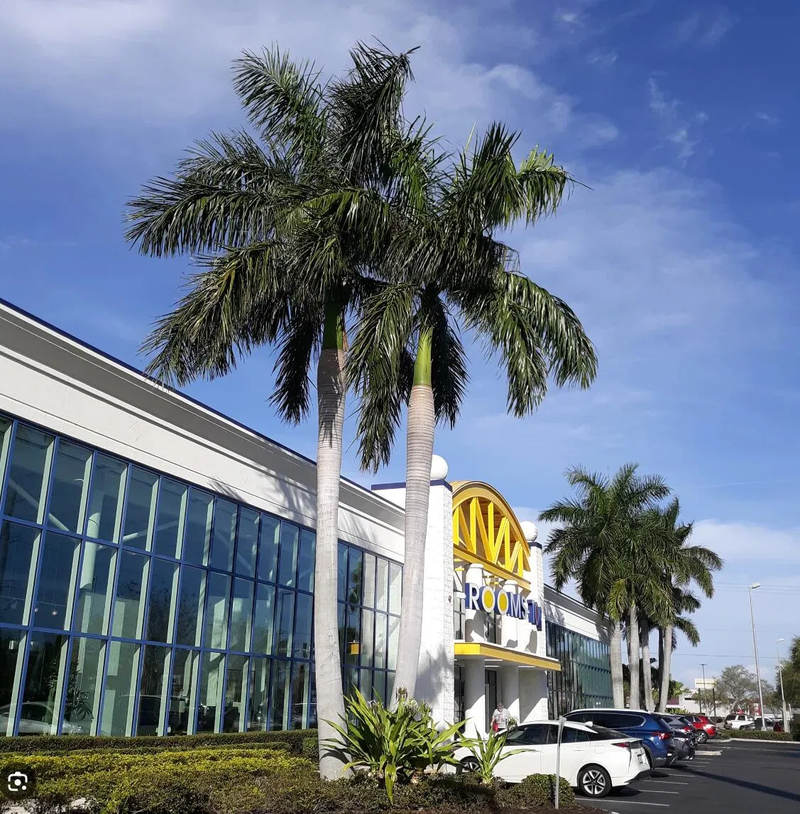 Nearly Natural Artificial / Fake / Faux Palm Trees for Outdoors UV Resistant