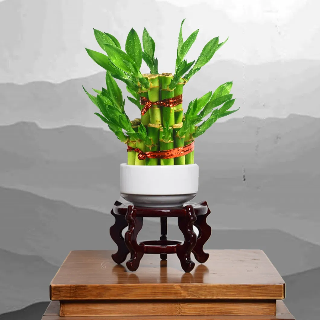 Lucky Bamboo