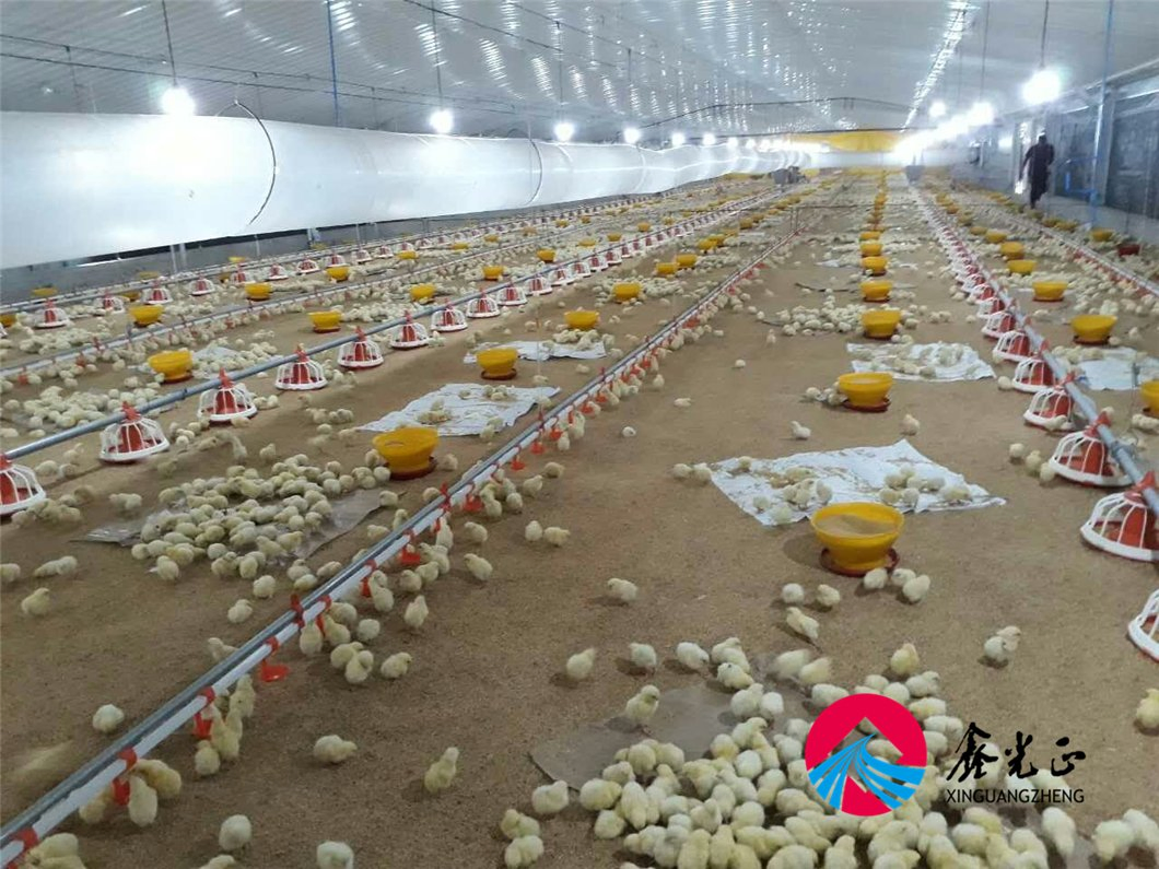 Agricultural Breeder Chicken House Steel Frame Buildings