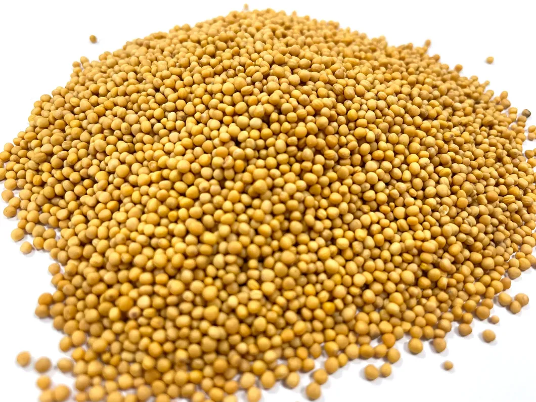 Sinapis Semen Detail 1