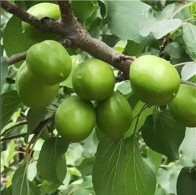 Cortex Acanthopanacis Visual