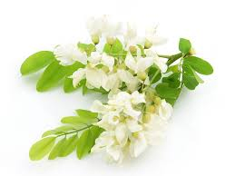 Anti-Inflammatory Plant Extract /Sophora Japonica Extract Rutin Powder / Quercetin 95% Sophora Japonica Extract