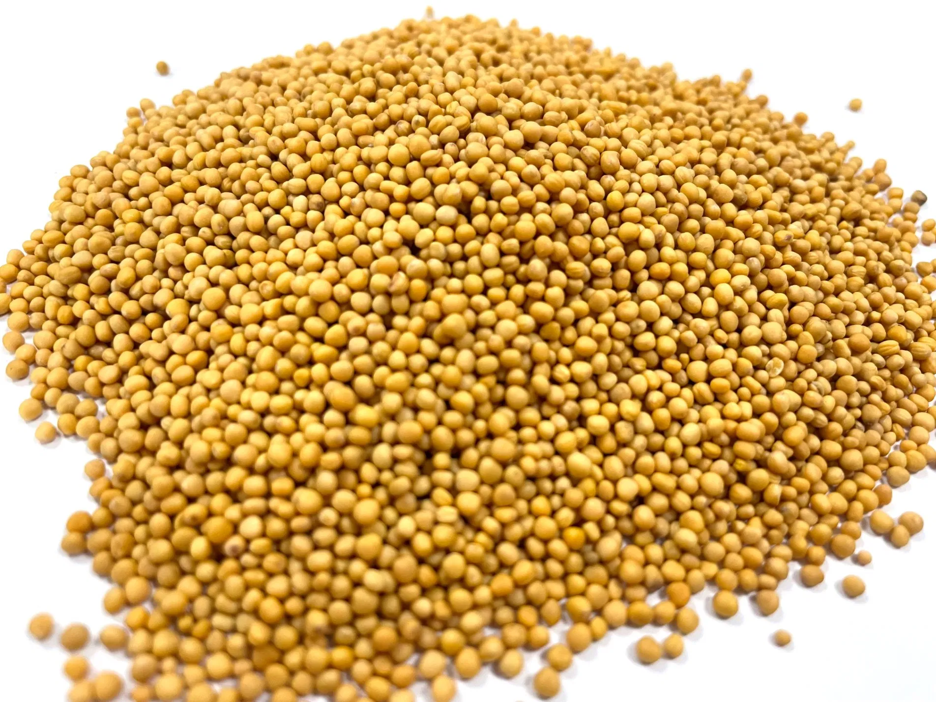 Chao Jie Zi Sinapis Semen Hot Sale Chinese Traditional Herb Natural Dried Fried Herbal Medicine