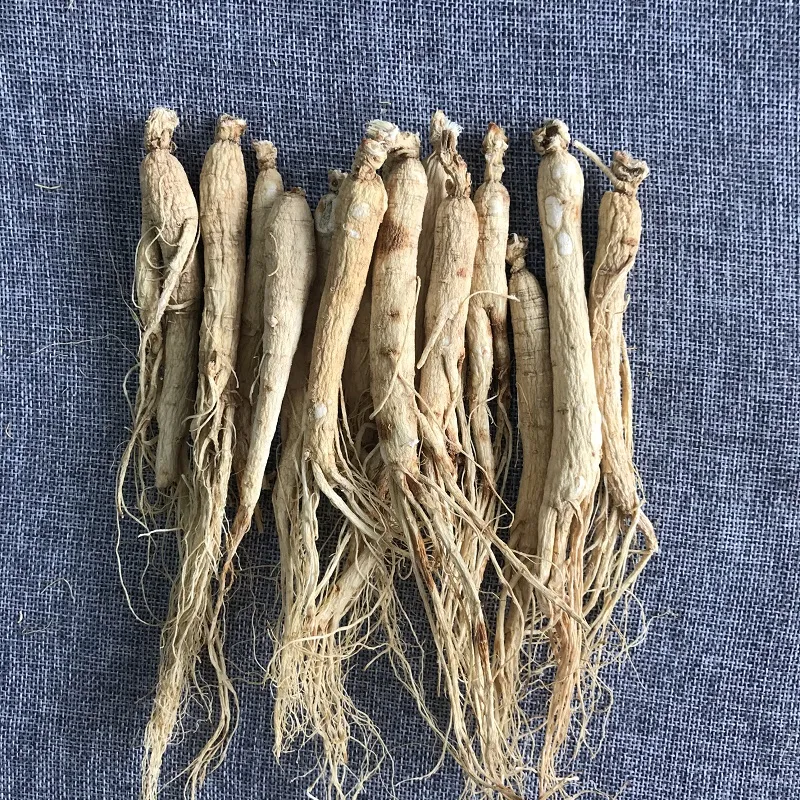 Panax Ginseng Root