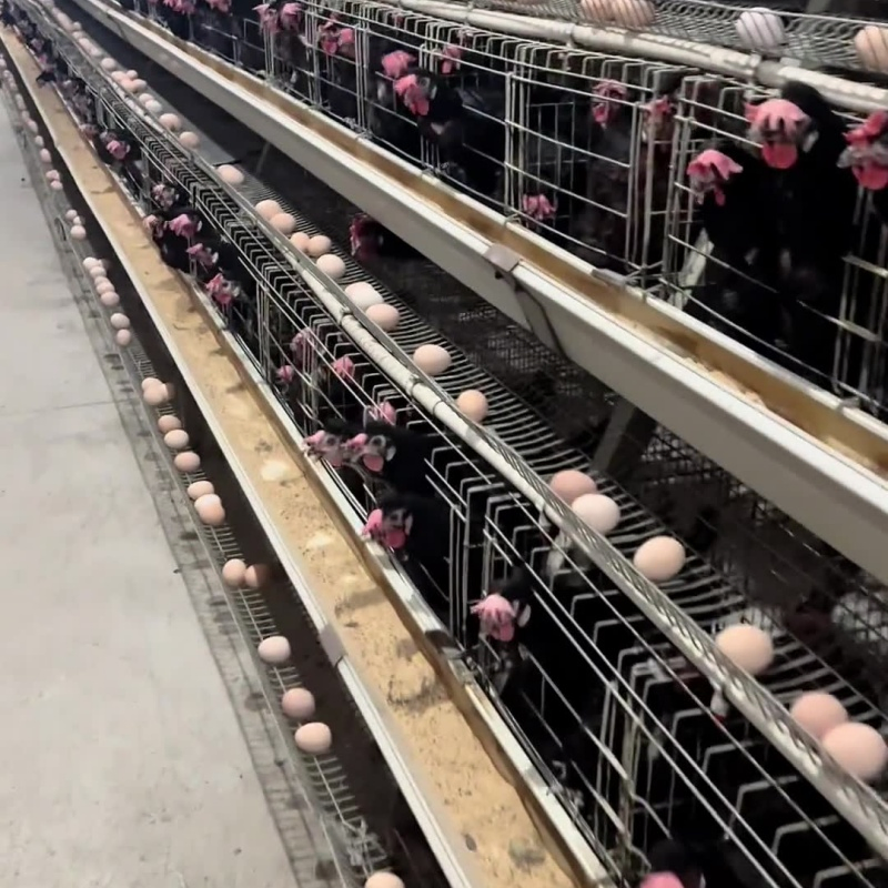 Galvanized Layer Chicken Cages Products Plans for 5000 Birds