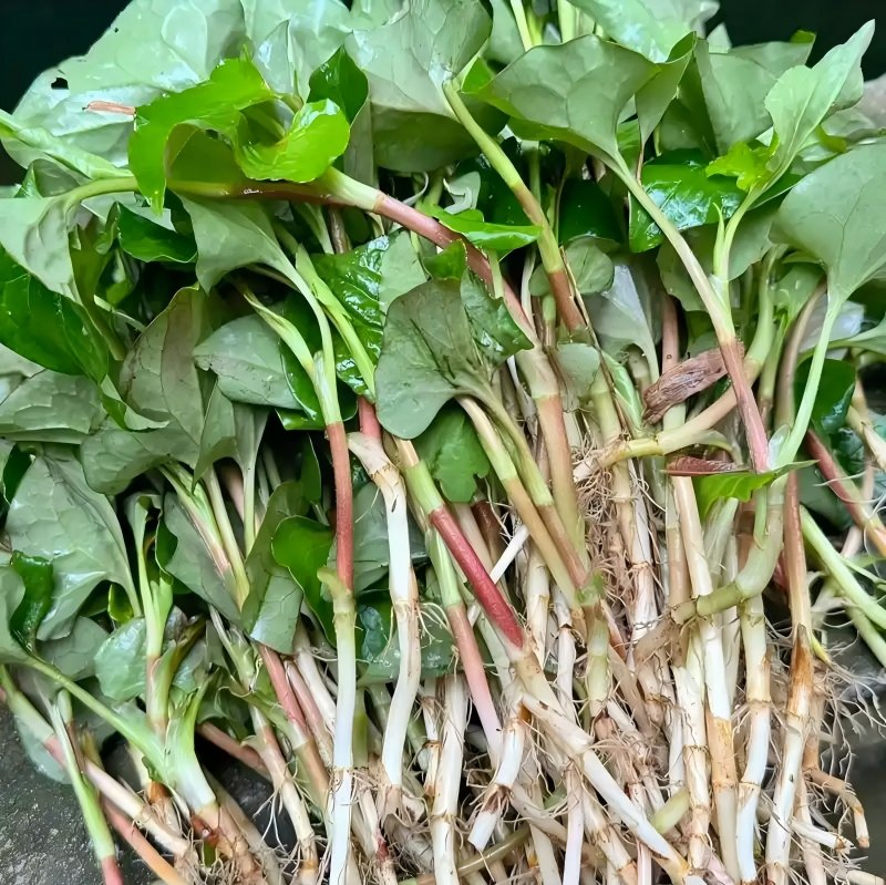 Herba Houttuyniae Extract Powder Chinese Medicine