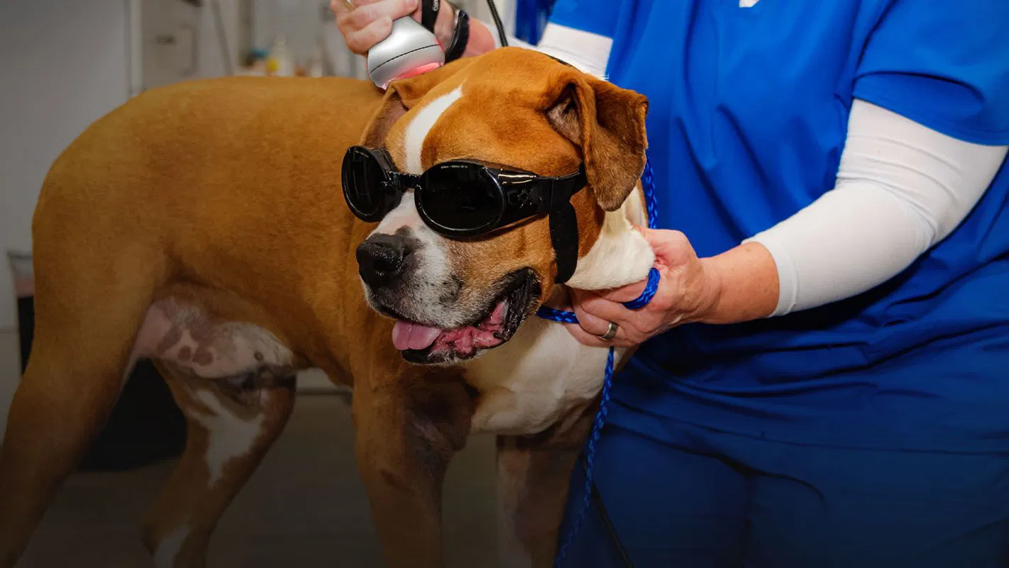 Portable Deep Tissue Lasert Therapy 980nm Therapy Veterinary Laser for Pain Relief Pets Animals Machine