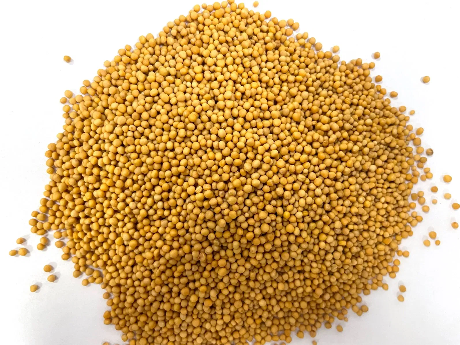 Chao Jie Zi Sinapis Semen Hot Sale Chinese Traditional Herb Natural Dried Fried Herbal Medicine