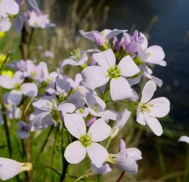 Extract Powder Detail