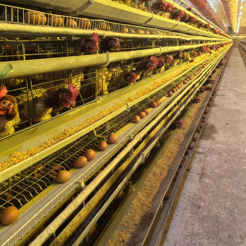 Galvanized Layer Chicken Cages Products Plans for 5000 Birds