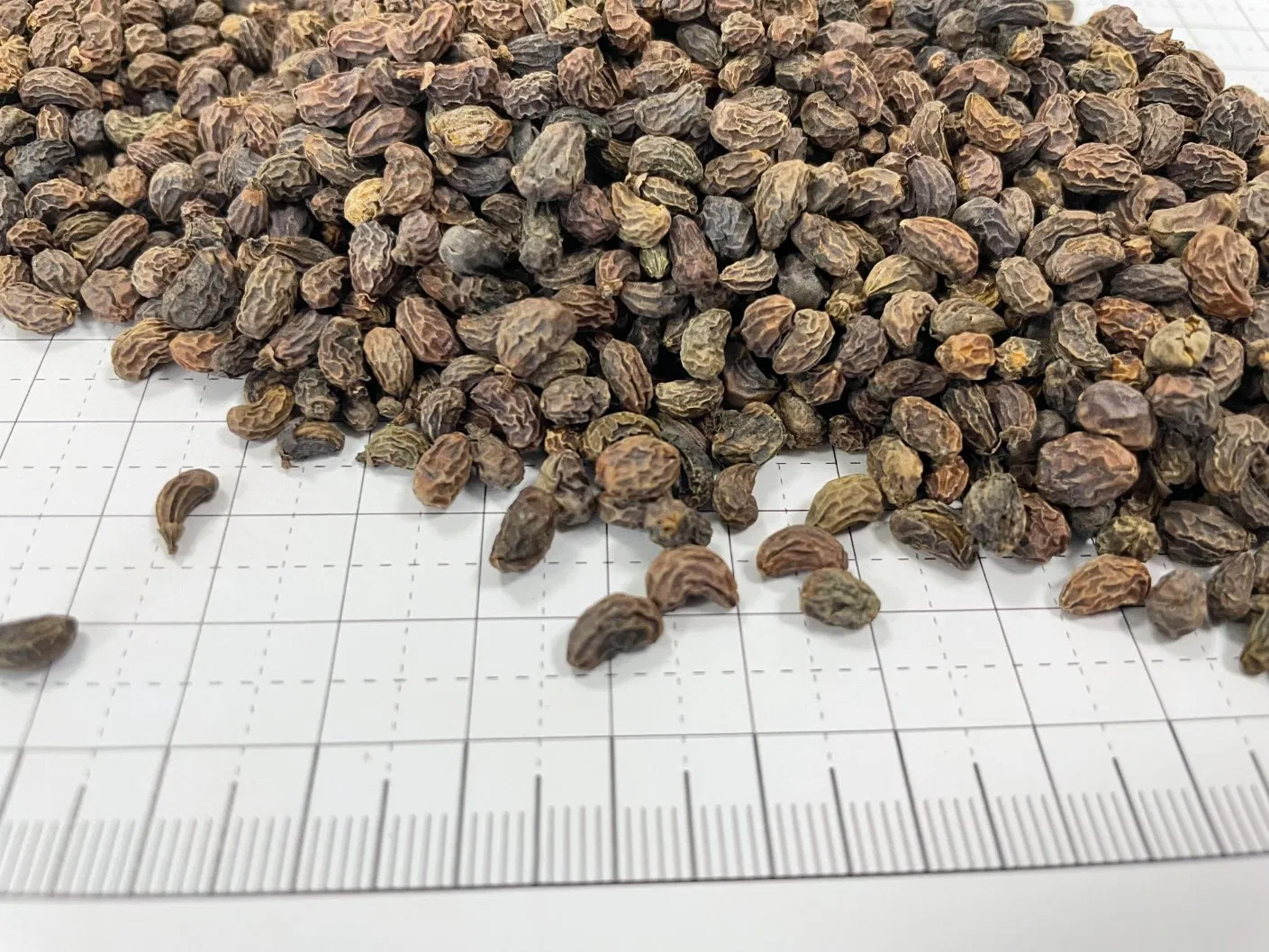 Factory Supply Nv Zhen Zi Wholesale Chinese Herbal Medicine Glossy Privet Fruit Fructus Ligustri Lucidi