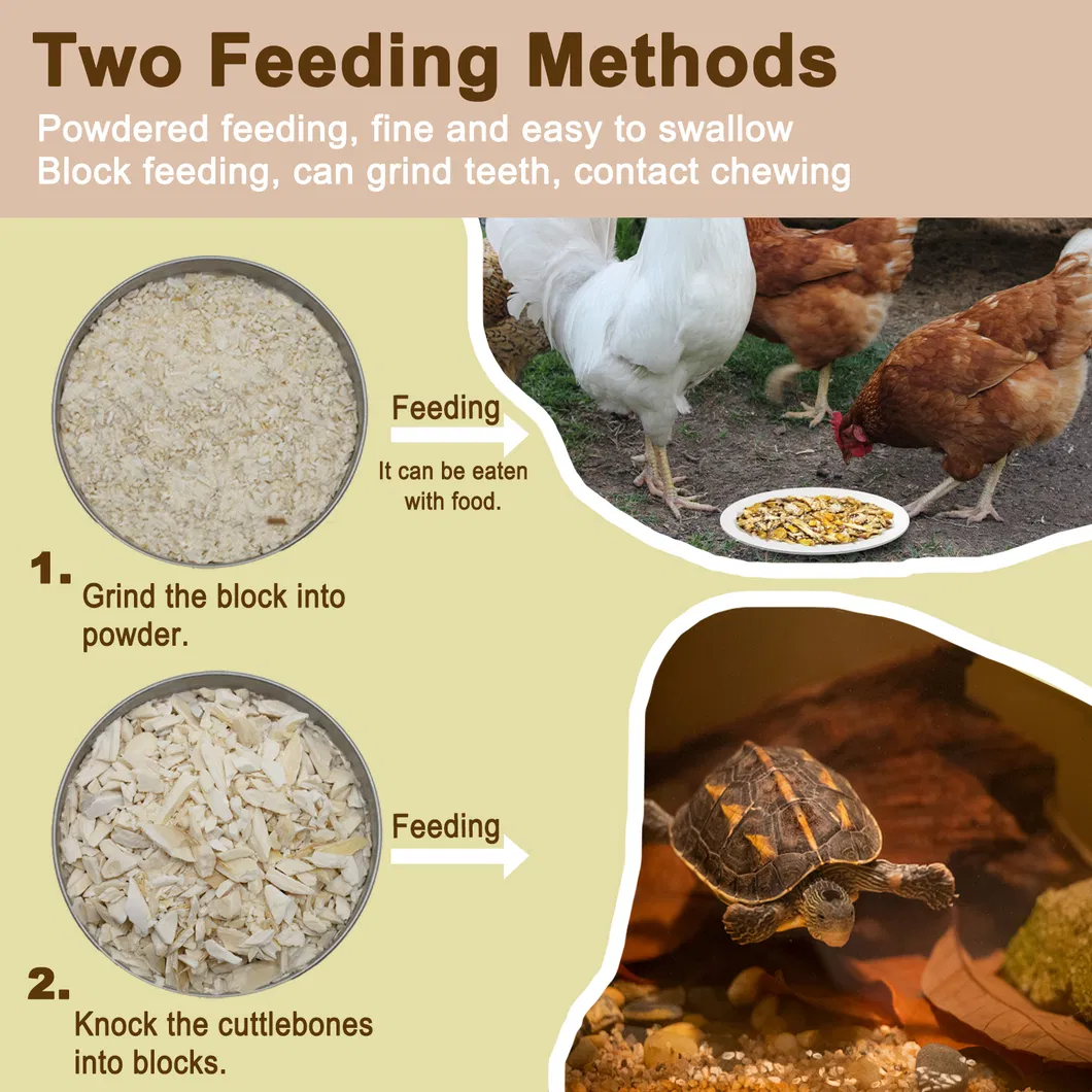 Cuttlefish Bone Chips 4