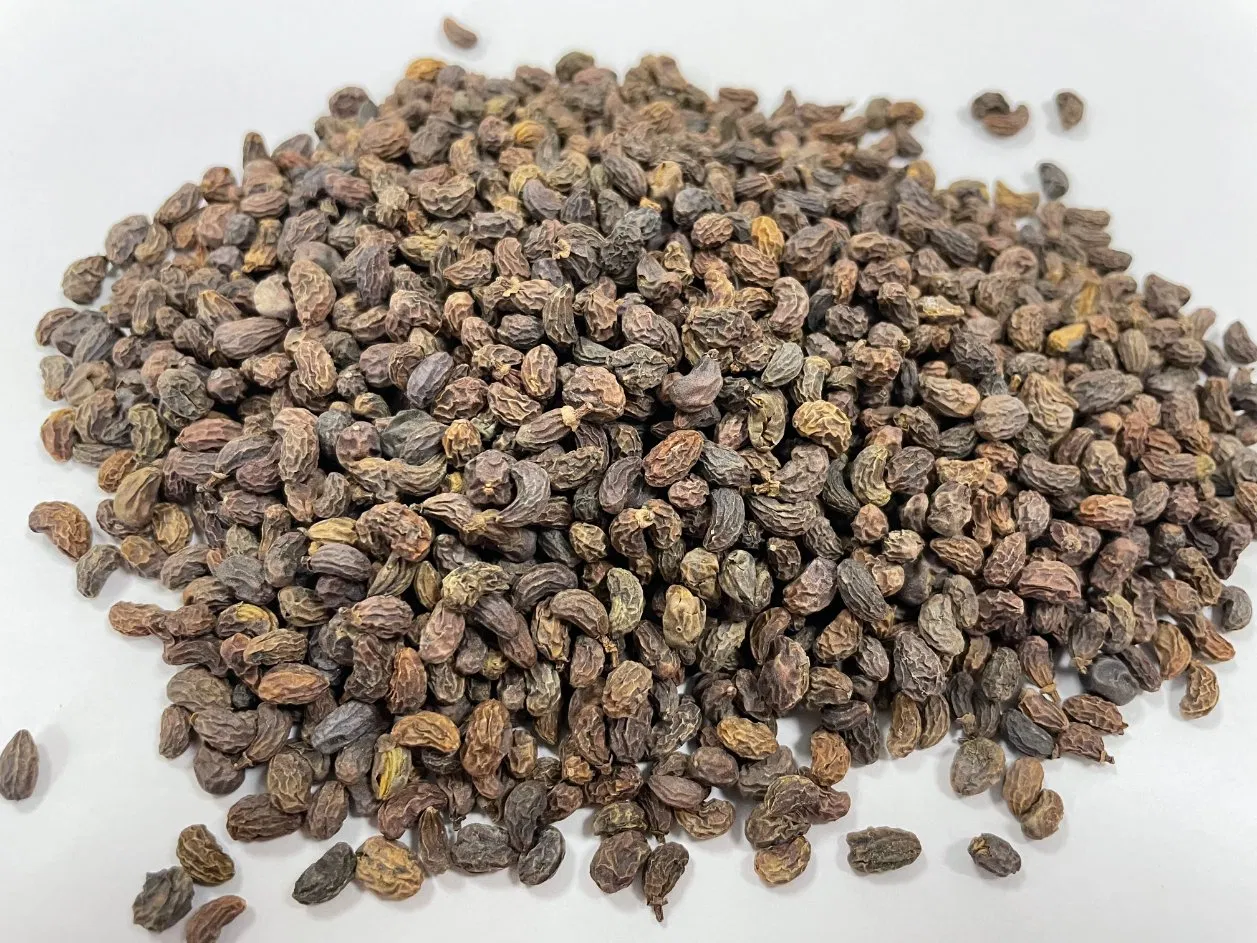 Factory Supply Nv Zhen Zi Wholesale Chinese Herbal Medicine Glossy Privet Fruit Fructus Ligustri Lucidi