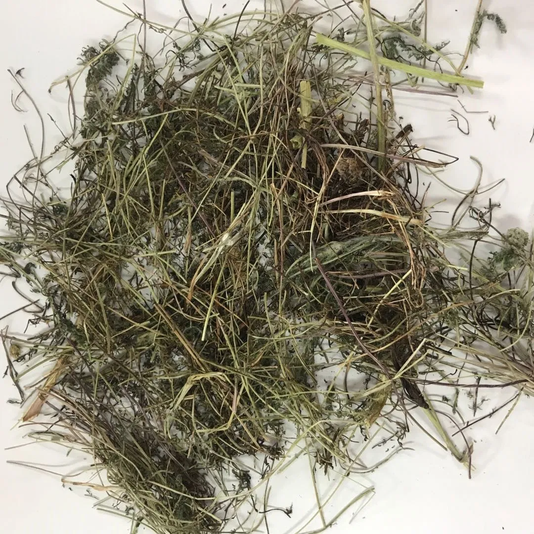 Shi Cao Alpine Yarrow Herb Plant Extract Herbal Medicine Yarrow